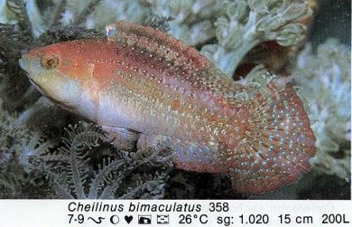 Cheilinus bimaculatus